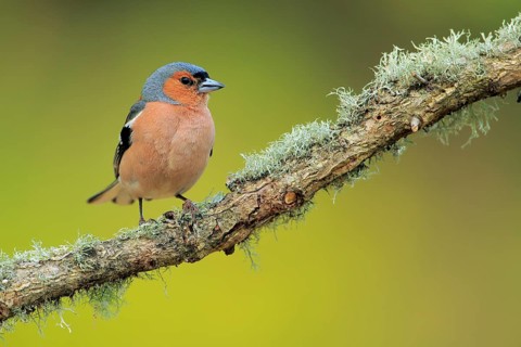 Common Chaffinch (Fringilla coelebs) male perched on lichen branch, Andalusia, Spain