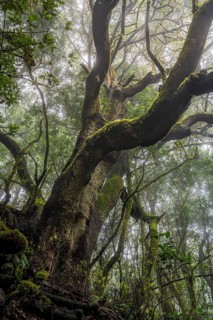 Laurel tree with mosses and lichens in the cloud forest. Garajonay National Park, La Gomera, Canary