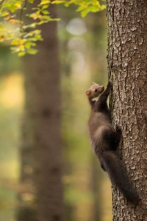 Beech Marten (Martes foina) climbing in tree, North Rhine-Westphalia, Germany