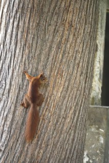 Squirrel (Sciurus vulgaris), summer, Germany