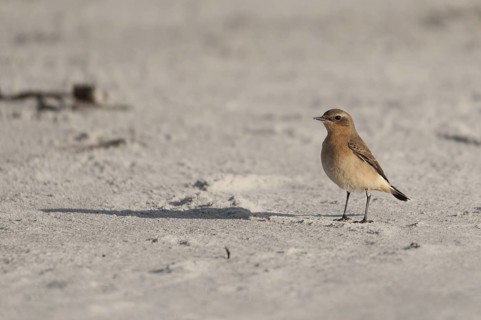 Northern Wheatear (Oenanthe oenanthe), Schleswig-Holstein, Germany