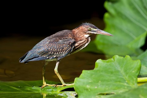 Green Heron (Butorides virescens), Dominica