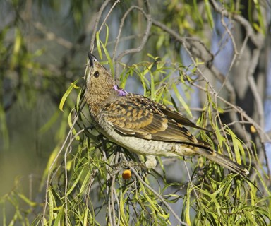 Spotted Bowerbird (Chlamydera maculata), Queensland, Australia