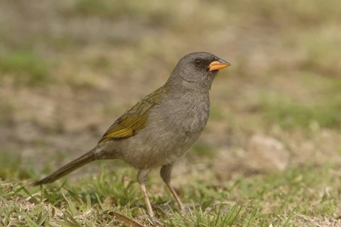 Pampa Finch (Embernagra platensis), Corrientes, Argentina