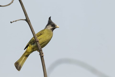 Crested Finchbill (Spizixos canifrons), Chiang Rai, Thailand
