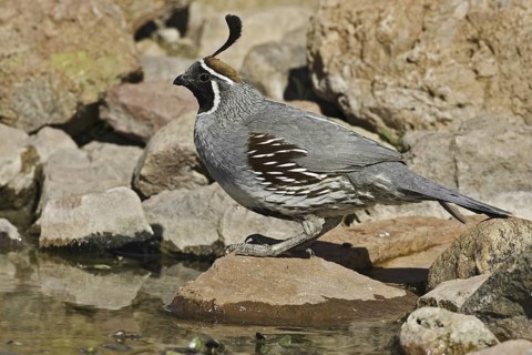 Gambel's Quail (Callipepla gambelii) male, Arizona, USA