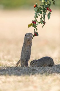One European ground squirrel (Spermophilus citellus) or European souslik standing erected in dry