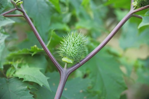 Ovoid fruit of the common datura (Datura stramonium), spiky ball, Amsterdamse Waterleidingduinen,