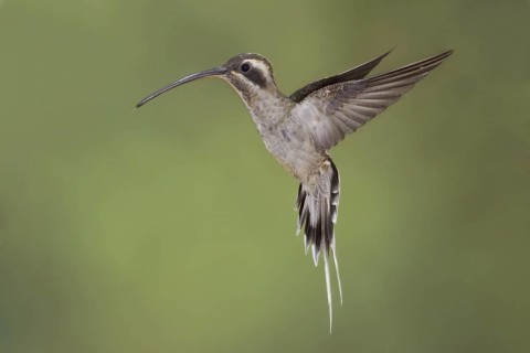 Long-billed Hermit (Phaethornis longirostris), Ecuador