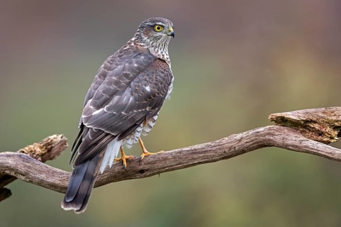 Eurasian Sparrowhawk (Accipiter nisus) female perched on a branch, Saxony-Anhalt, Germany