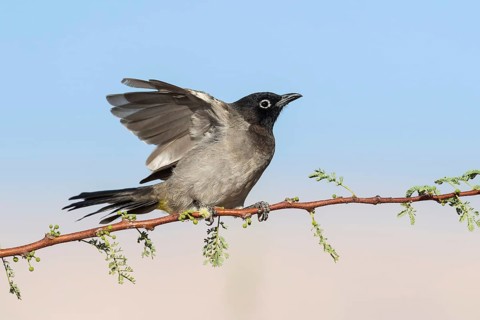 White-spectacled Bulbul (Pycnonotus xanthopygos) flapping, perched on a branch, Eilat, Israel