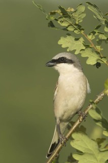 Red-backed Shrike (Lanius collurio) male, Rhineland-Palatinate, Germany