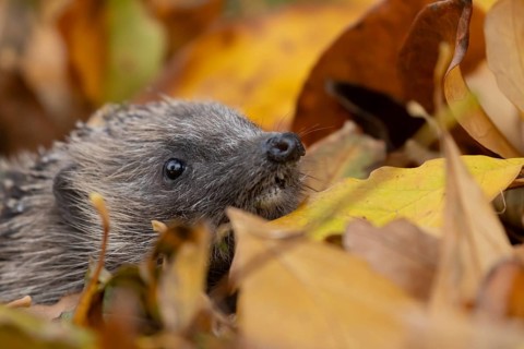 European hedgehog (Erinaceus europaeus) adult animal amongst fallen autumn leaves, England, United