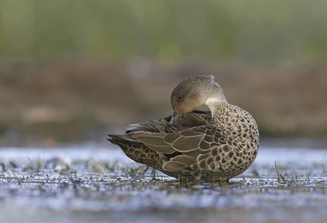 Grey Teal (Anas gracilis), Victoria, Australia