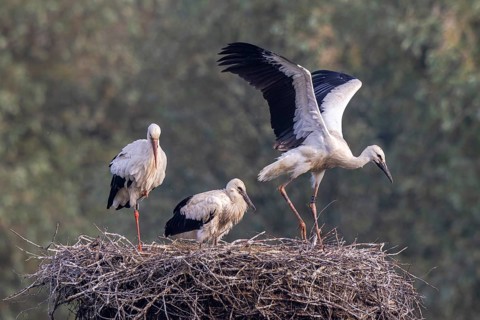 White Stork (Ciconia ciconia) adult with juveniles in nest, Netherlands