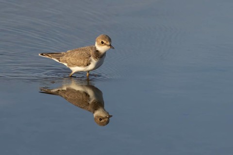 Little ringed plover (Charadrius dubius) juvenile wading bird in a shallow lagoon in summer, RSPB