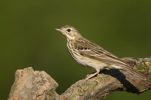 Tree Pipit (Anthus trivialis), Baden-Wuerttemberg, Germany