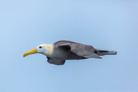 Waved Albatross (Phoebastria irrorata) flying, Galapagos, Ecuador