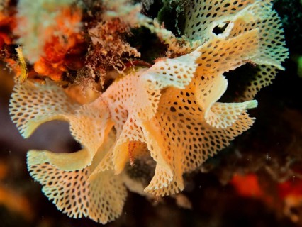 Neptune veil (Reteporella grimaldii / Reteporella septentrionalis)