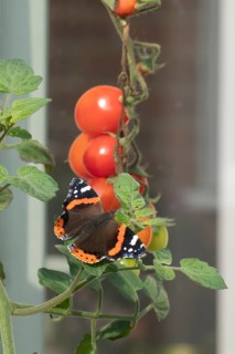 Red admiral butterfly (Vanessa atalanta) adult insect resting on a garden Tomato plant leaves in