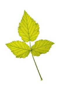 Autumn leaf, Vechta, Lower Saxony, Germany
