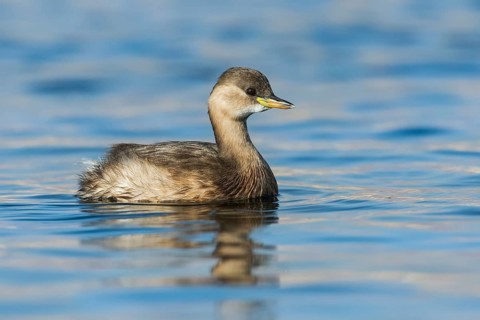 Little Grebe (Tachybaptus ruficollis), Eilat, Israel