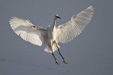 Little Egret (Egretta garzetta) flying, Mallorca, Spain