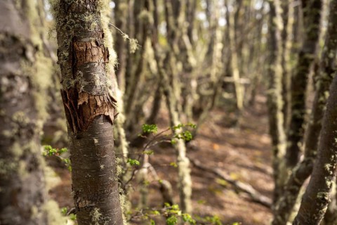 Southern beech (Nothofagus), trunk with chipped bark and beard lichen, sparse forest in backlight,