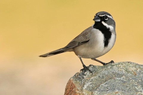 Black-throated Sparrow (Amphispiza bilineata), Arizona, USA