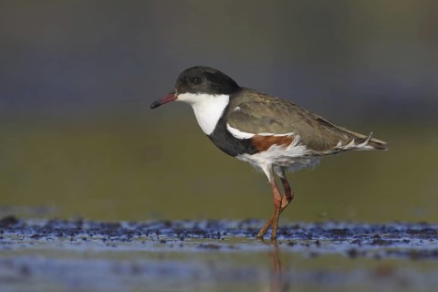 Red-kneed Dotterel (Erythrogonys cinctus), Victoria, Australia