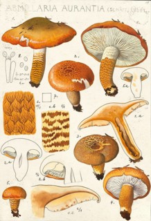 Mushroom, fungi, orange-red knightly mushroom, Tricholoma aurantium, syn. Armillaria aurantia,