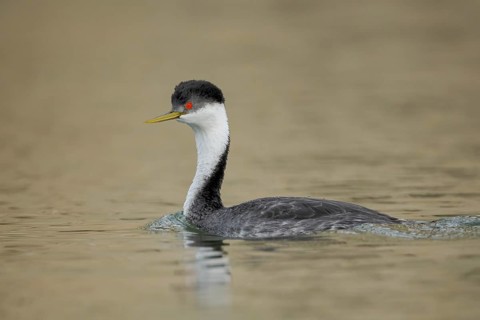 Clark's Grebe (Aechmophorus clarkii), California, USA