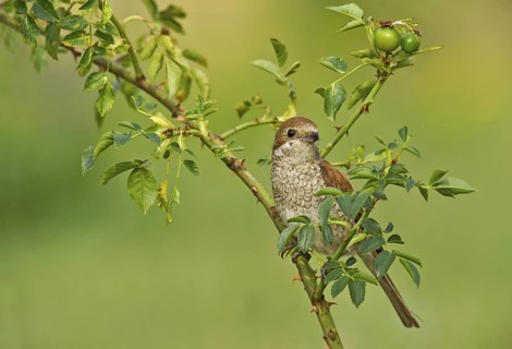 Red-backed Shrike (Lanius collurio) female perched on rose hip, Aosta Valley, Italy