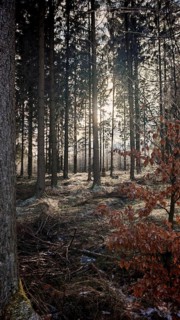 Sunlight falls through tall trees and casts shadows on the forest floor, beech leaves (Fagus) in