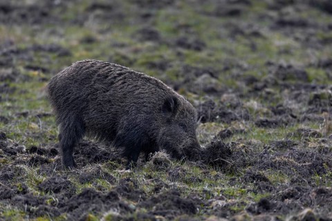 The damage caused by wild boar (Sus scrofa) in agriculture can be considerable, as shown by this