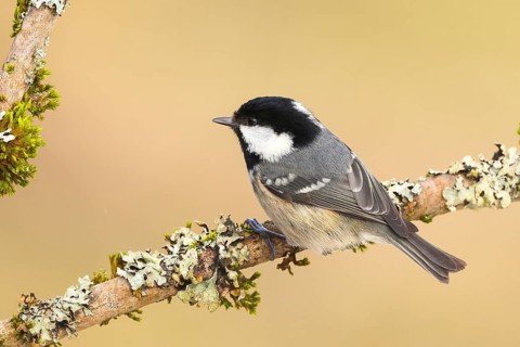 Fir tit (Periparus ater), sitting on a branch overgrown with moss and lichen, Wildlife, Animals,