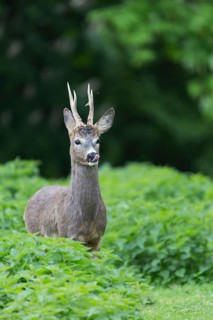 One male Roe Deer, Roe buck (Capreolus capreolus), standing in a thicket of stinging nettle. Some