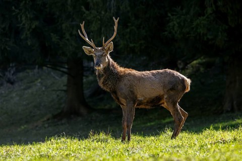 Scruffy red deer (Cervus elaphus) stag in grassland at edge of forest moulting into its red summer
