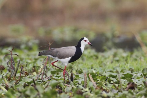 Long-toed Lapwing (Vanellus crassirostris), Lake Naivasha, Kenya
