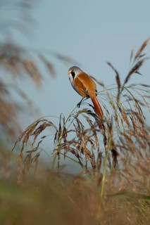 Bearded tit or reedling (Panurus biarmicus) adult male bird on a reed seedhead in a reedbed,