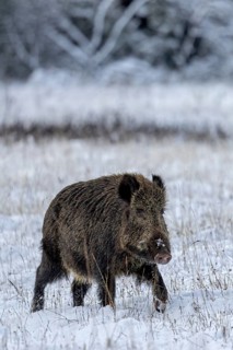 The wild boar boar (Sus scrofa) continues on its way in search of mating females, early winter,