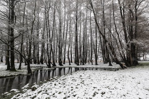 Black alder (Alnus glutinosa) in a snowy floodplain landscape, Emsland, Lower Saxony, Germany