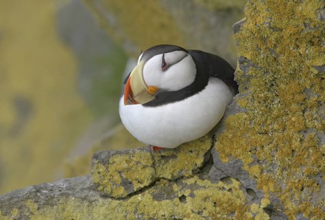 Horned Puffin (Fratercula corniculata), Alaska, USA