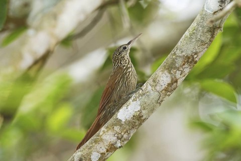 Ivory-billed Woodcreeper Xiphorhynchus flavigaster Sayulita, Nayarit, Mexico 1 April Adult