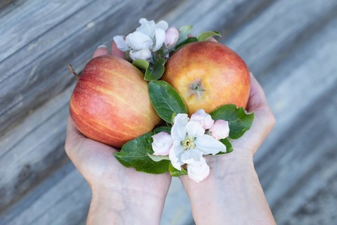 Hands holding two red apples and fresh apple blossoms against a rustic wooden background