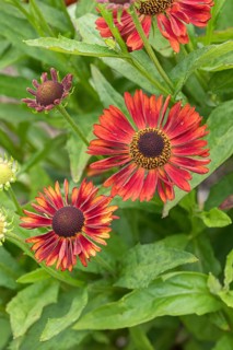 Sunflower (Helenium 'Siesta'), RHS Garden Bridgewater, Great Britain