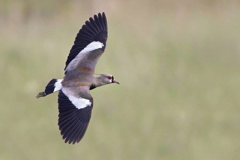 Southern Lapwing (Vanellus chilensis) in flight in Bolivia, South America