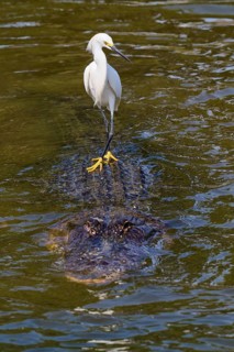 A white bird riding through the water on an alligator, Great Blue Heron (Egretta thula), American
