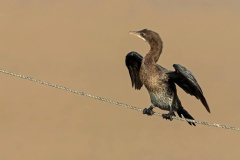 Pygmy Cormorant, (Phalacrocorax pygmeus), animals, birds, cormorant family, perch, rope, dew, Gome