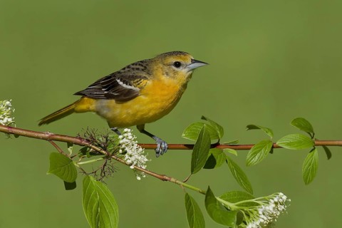 Baltimore Oriole (Icterus galbula) female, Ohio, USA